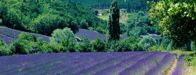 Paysage, champ de lavande en Provence.