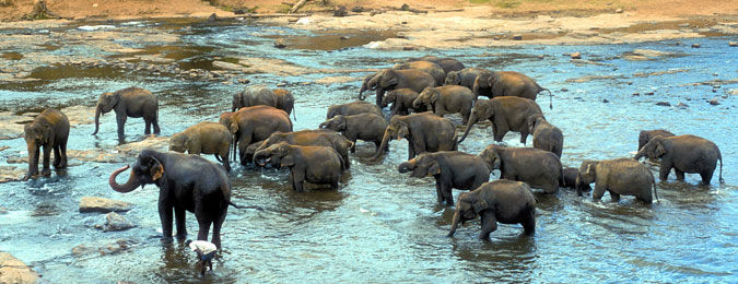 Éléphants, baignade, Sri Lanka