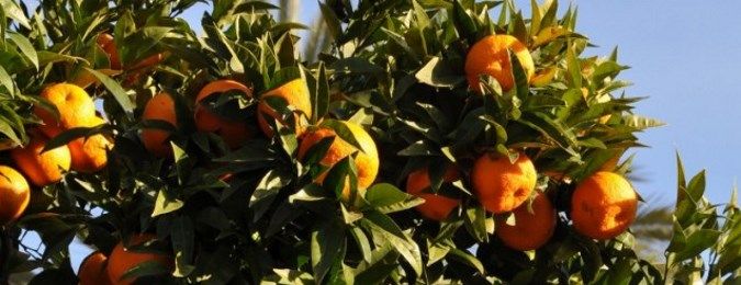 Oranger. Fête d’Anthonero en Crète