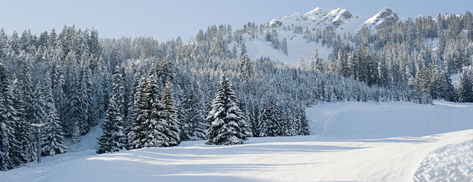 Sapins et piste enneigée. Station de ski française