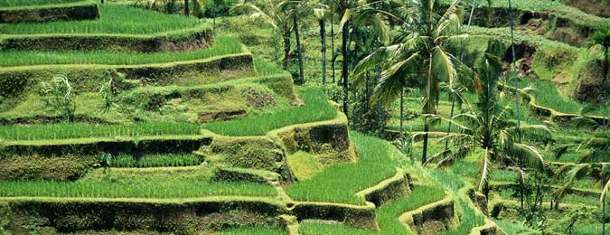 Rizières à l'intérieur des terres à Bali