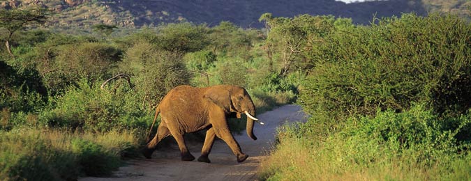 Un éléphant, animal faisant parti du 