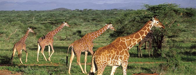 Des girafes au Kenya
