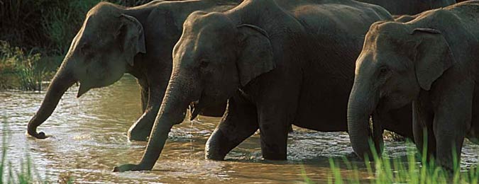 Eléphants dans une rivière du Sri Lanka