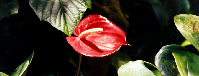 Anthurium, fleur de Martinique