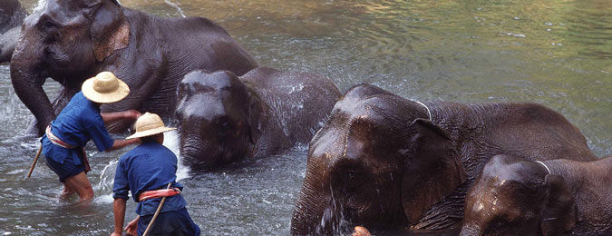 Eléphants d'Asie en Thaïlande