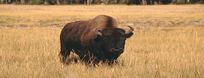 Bison dans un parc national de l'ouest américain